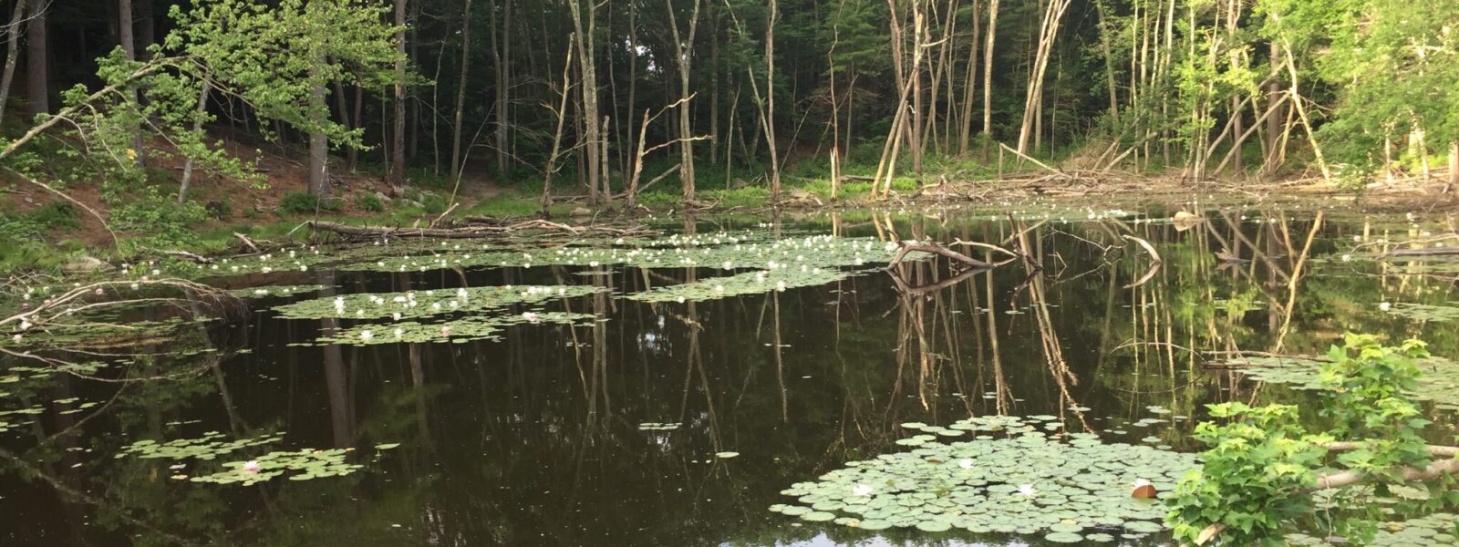 Mosquito and Tick Control in Norwell, MA: Why Wooded Properties Need Consistent Treatment