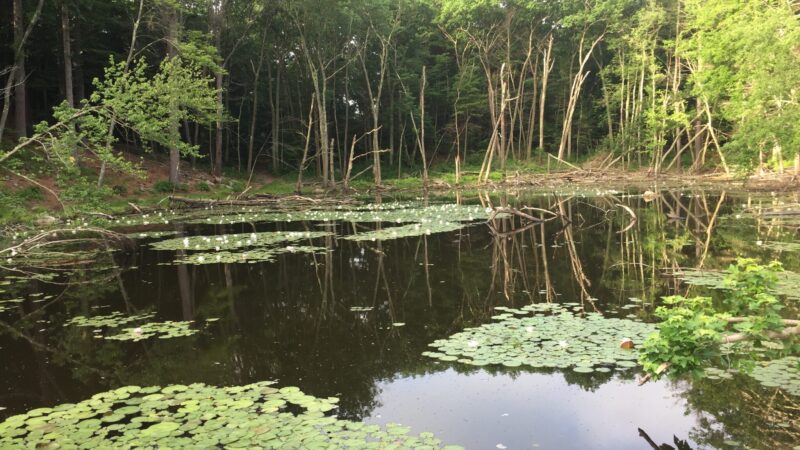 Mosquito and Tick Control in Norwell, MA: Why Wooded Properties Need Consistent Treatment