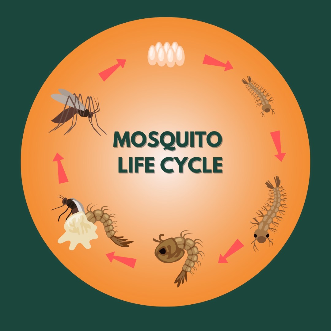 Embark on a journey through the intricate stages of the mosquito life cycle:⁠ ⁠ Egg: Mosquitoes...