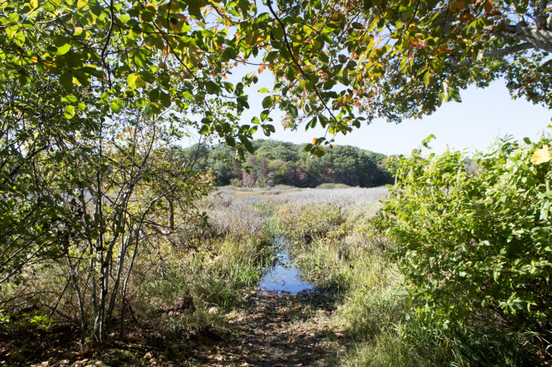 Long Pond shoreline in Lakeville Massachusetts