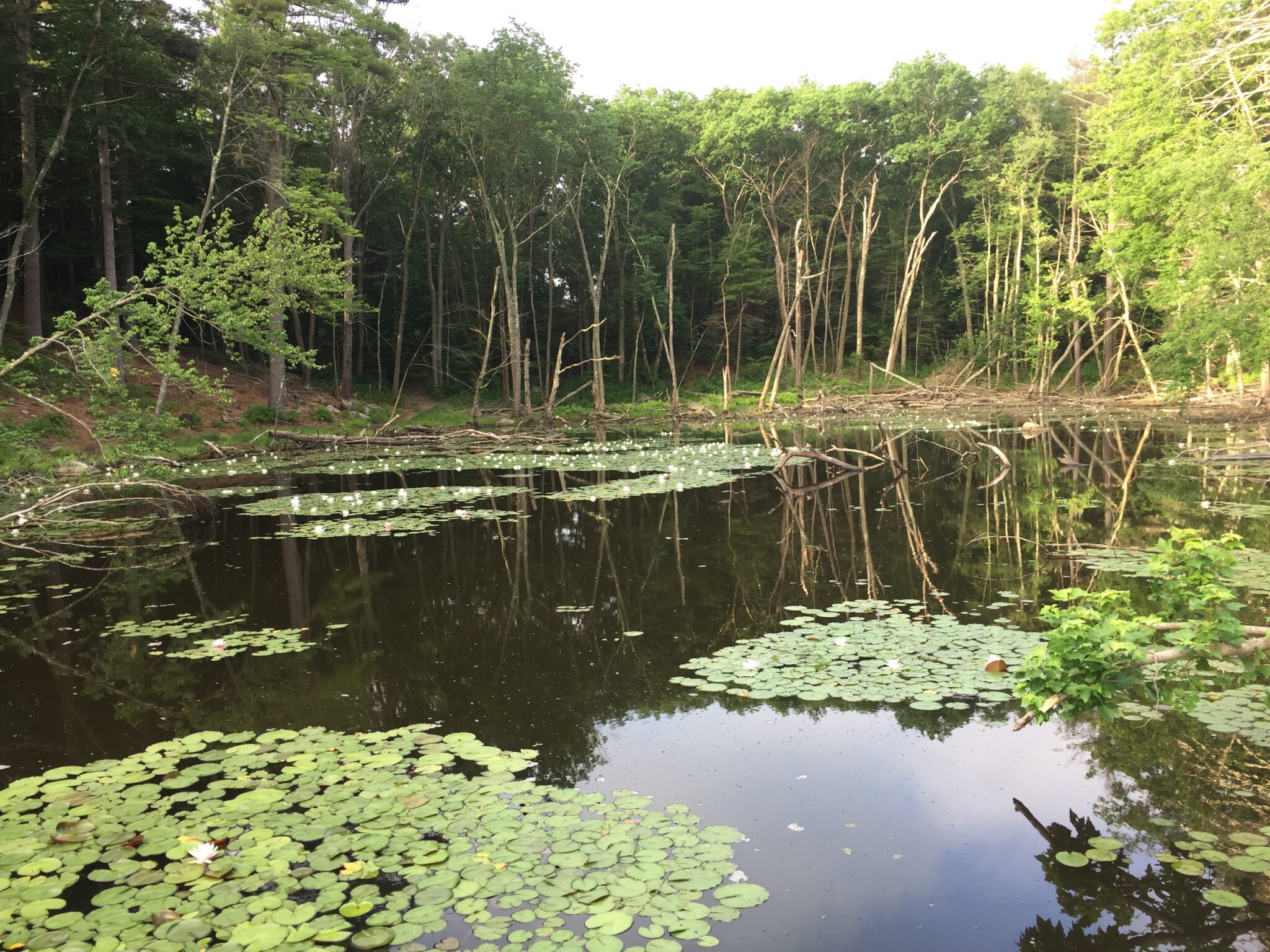 Norris Reservation trails and river in Norwell Massachusetts